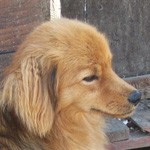 Gyogy&oacute;