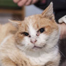 Kacatka