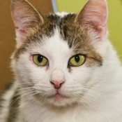 Marcipan - RESERVIERT