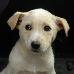 Piranha family - Amazonas