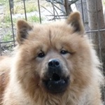 H&aacute;remőr - reserviert