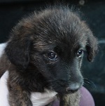 Piranha family - Orinoco