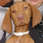 Porcel&aacute;n - reserviert