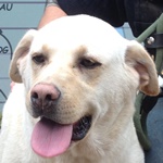 Ad&eacute;l - reserviert