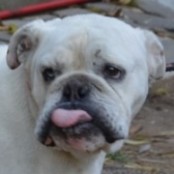 Ametiszt - RESERVIERT