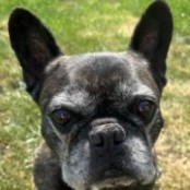 Apr&oacute;l&eacute;k