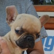 Aquaman - RESERVIERT