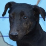 &Aacute;gasbogas &Aacute;rnika