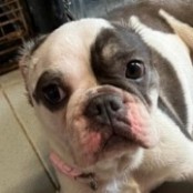 Babszem Janka - RESERVIERT