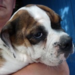 Baldvin - reserviert 