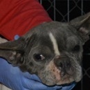 Ny&iacute;rbog&aacute;ti Benita - RESERVIERT