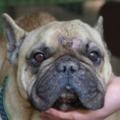 Boborj&aacute;n - RESERVIERT