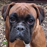 Halloween B&ouml;zsi