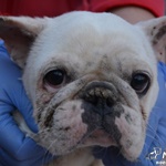 Ny&iacute;rbog&aacute;ti Brunella - RESERVIERT