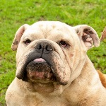 Casanova - reserviert