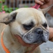 Cip&oacute; - RESERVIERT