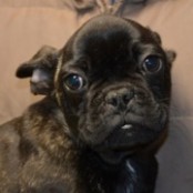 Lenti Cirocco - RESERVIERT!