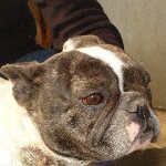 Cs&aacute;rda - reserviert 