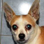 Csengeri Csendike - RESERVIERT