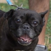 Csengő - RESERVIERT