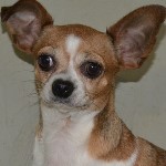 Csengeri Cseperke - RESERVIERT