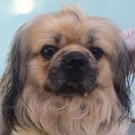 Csib&eacute;szke - RESERVIERT