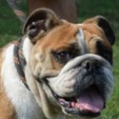 Csiperke - RESERVIERT