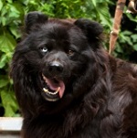 H&oacute;feh&eacute;rke