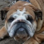 Duck&oacute; - Reserviert!