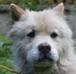 Durcanella - RESERVIERT