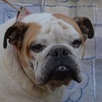 Elizabeth Hurley - RESERVIERT