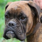 F&aacute;ma - RESERVIERT