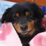 Fogt&uuml;nd&eacute;r