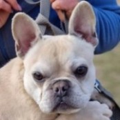 Frenetico - RESERVIERT