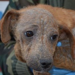 F&uuml;ves F&uuml;zike