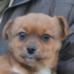 Gitt&aacute;cska - RESERVIERT