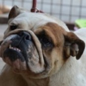 Gomb&oacute;c - RESERVIERT