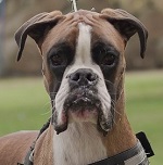 G&uacute;n&aacute;r Steve