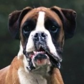 G&uacute;n&aacute;r Steve