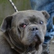 Gustavson - RESERVIERT