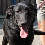 Gy&eacute;m&aacute;nt