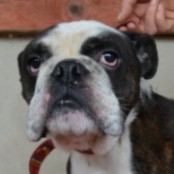 Hamilton - RESERVIERT