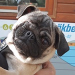 Ny&iacute;rbog&aacute;t2 Harsona - RESERVIERT