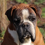 Henry