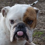 Hortenzia - RESERVIERT