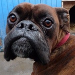 Jailbird - reserviert 