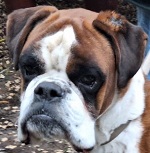 Mindszenti J&oacute;zsi