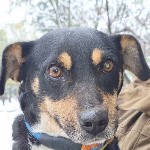 Rongyl&aacute;b Juci