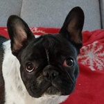 K&ouml;k&ouml;rcsin - RESERVIERT