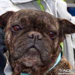 Kom&eacute;-Dia - reserviert